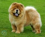 Chow Chow 9B008D-06